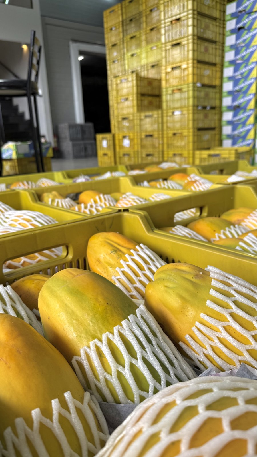 Caixas amarelas empilhadas com mamão papaya embalado