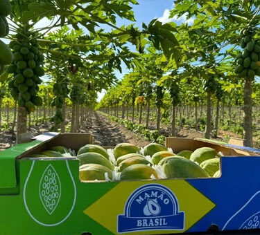 Mamão Brasil - Imagem da plantação de mamão